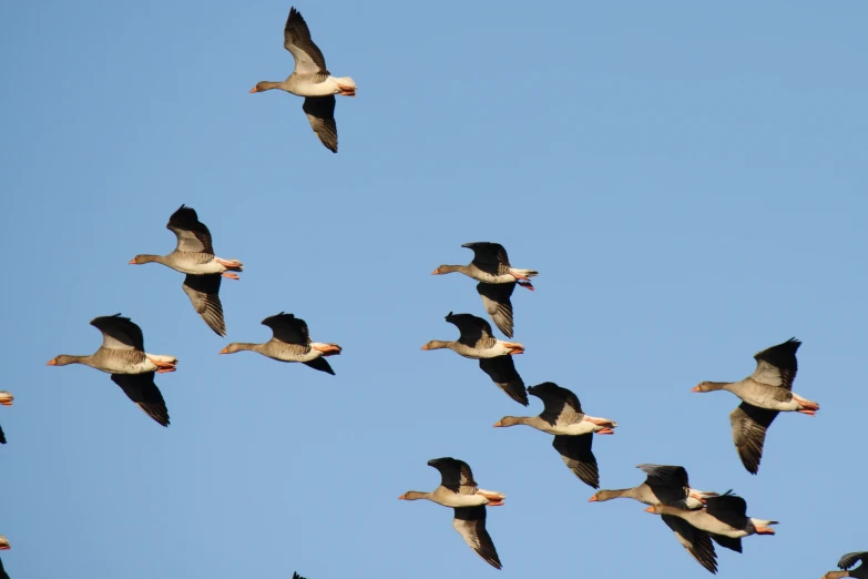 birds in flight against a blue sky