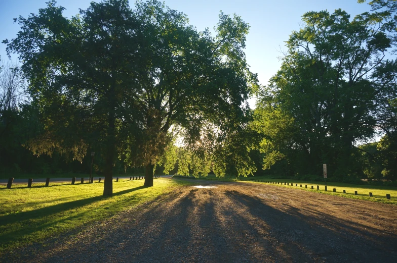 a large dirt road leading into a grove of trees