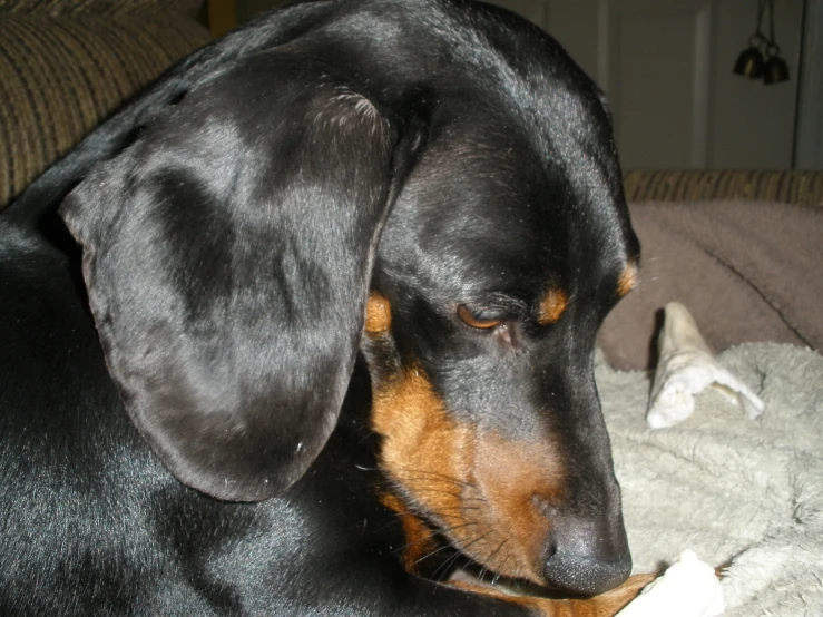 a dog sitting on the couch with soing in its mouth