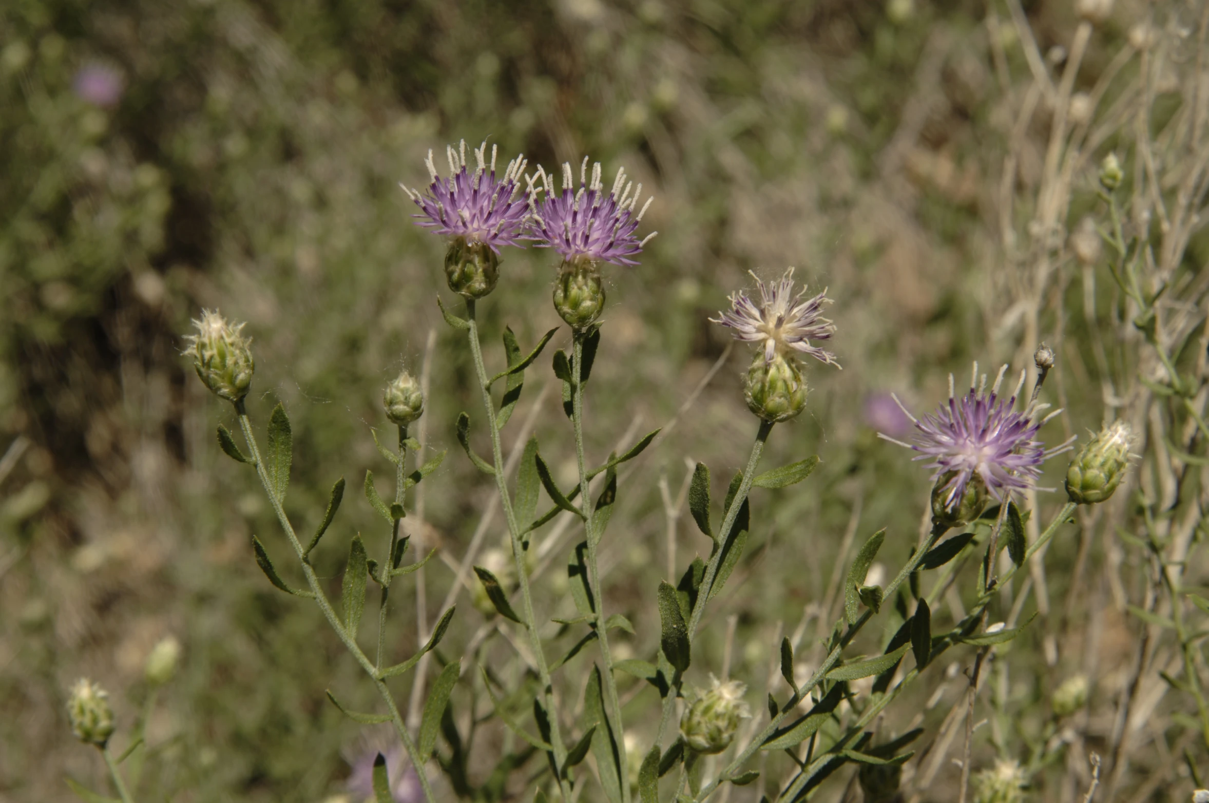 some pink flowers in a grassy area in the sun