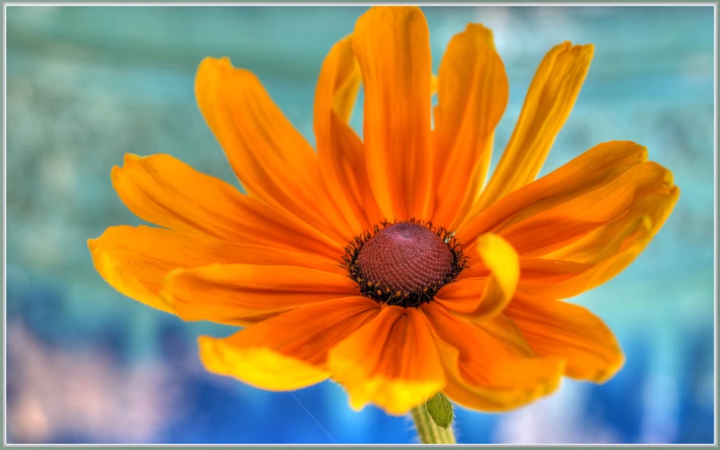 a large orange flower is blooming in the daytime