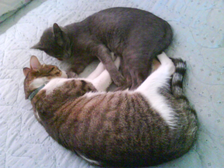 two cats curled up and resting on a bed