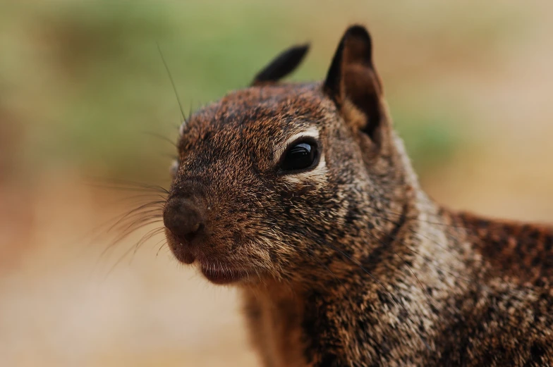 a brown squirrel is staring straight ahead with eyes wide open