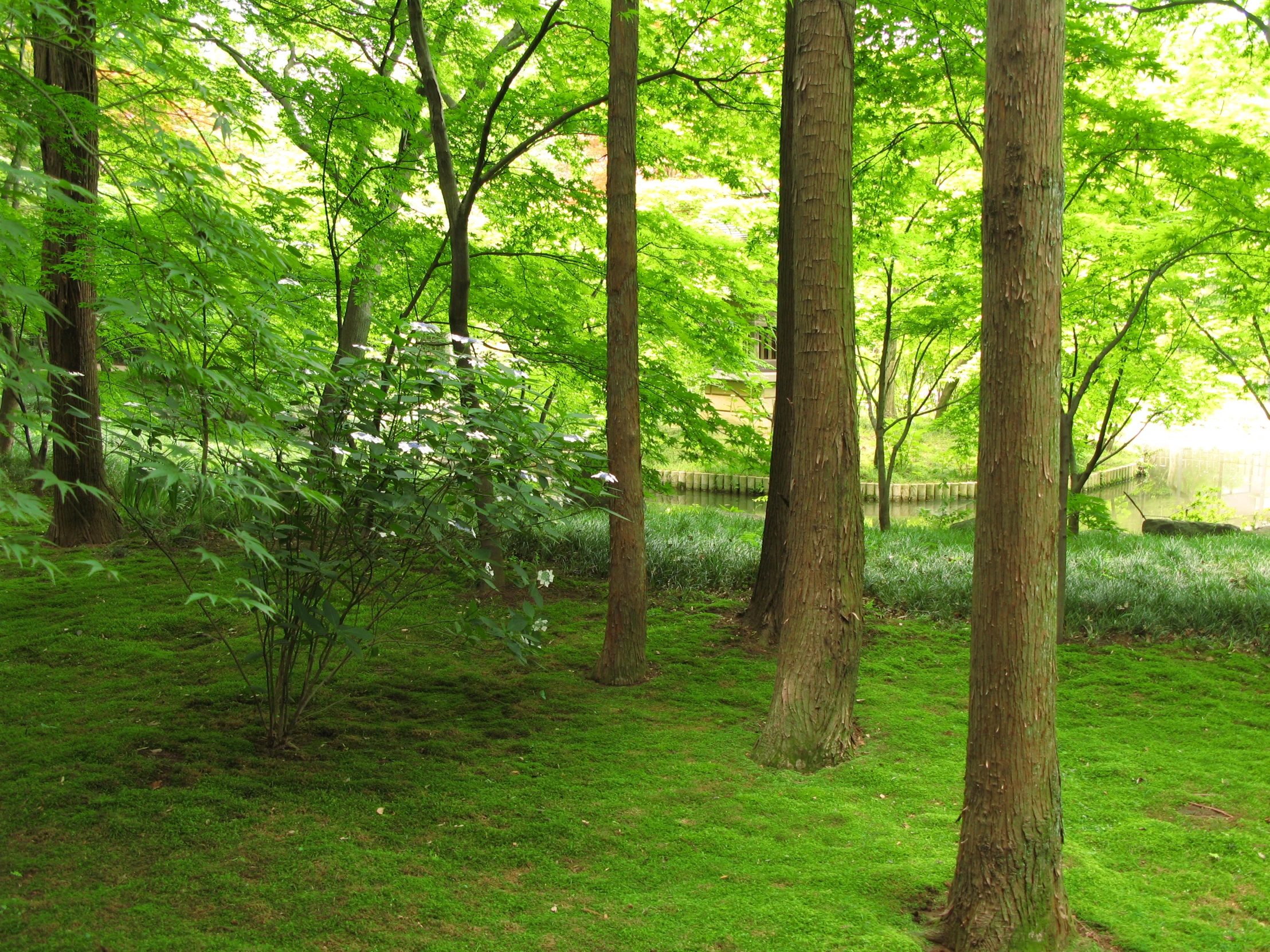 some trees that are sitting in the grass