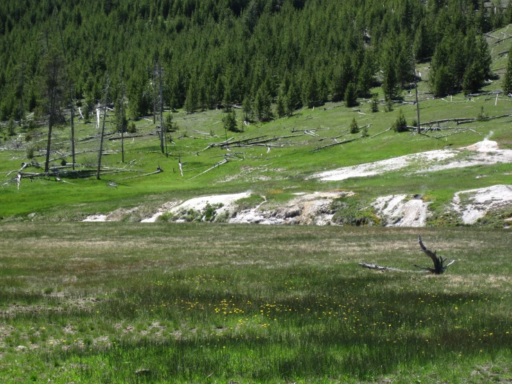 a cow stands in a field near some trees