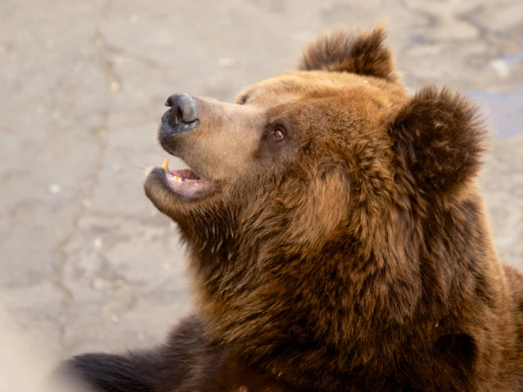 the bear is looking up at soing in the air