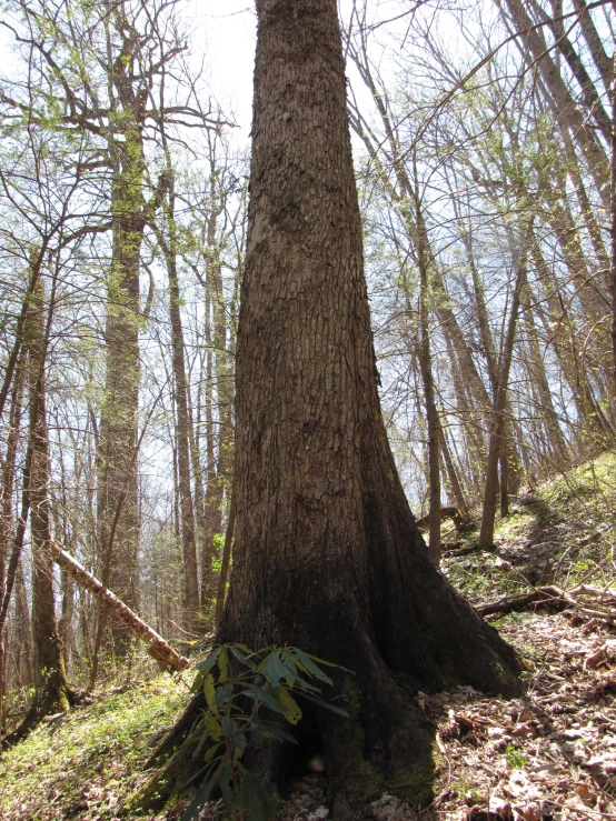 a tree that has some very big leaves