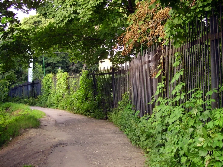 an old fence covered in ivy and weeds