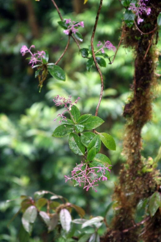 a nch with flowers growing through the forest