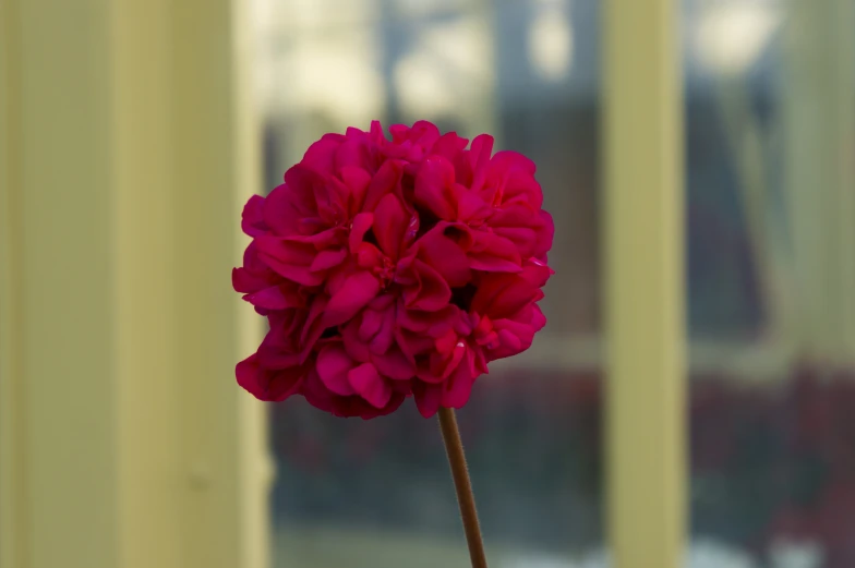 there is an image of a red flower in a vase