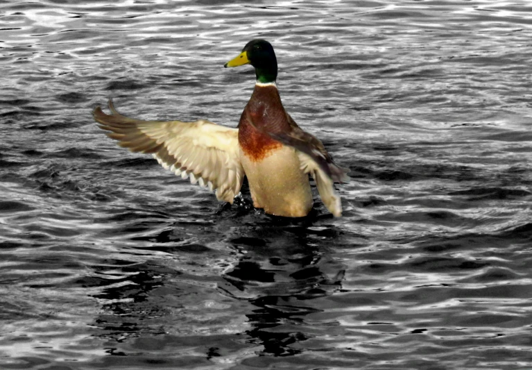 a duck flaps its wings and swims on water