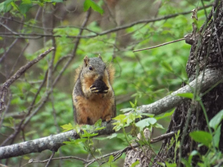 a squirrel looking out of a tree in a forest