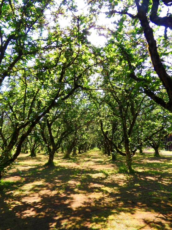 a grove of apple trees that have been fruited