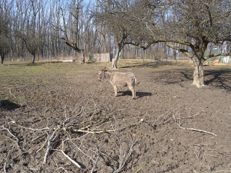 a small kangaroo that is in the dirt