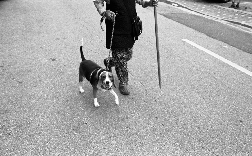 a man walking a dog with a stick on a street