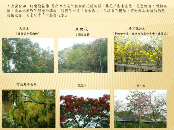 different trees with leaves and flowers in chinese