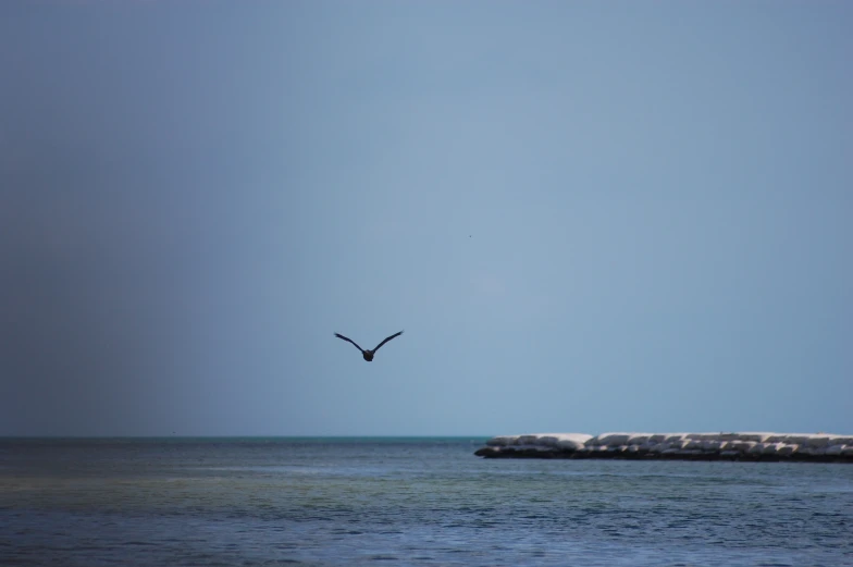 a sea bird flies across the clear blue water