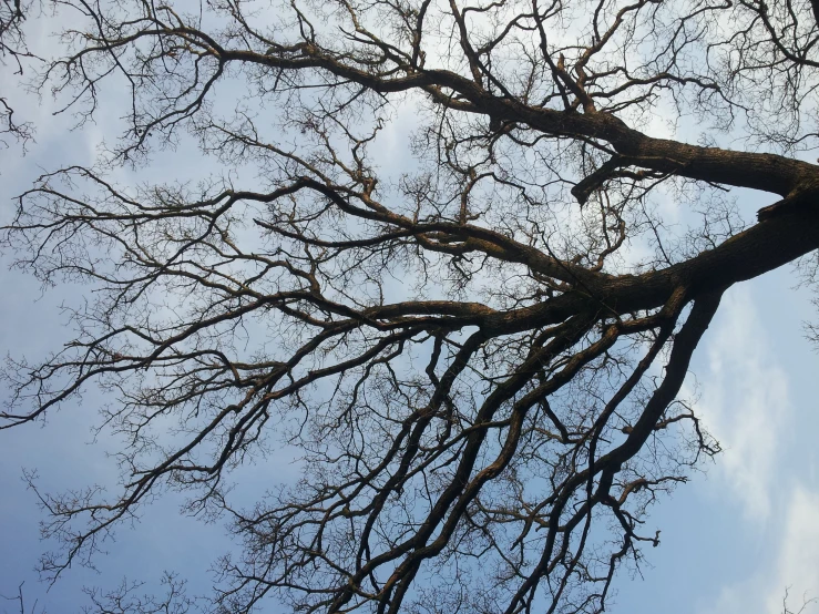 there is a tree that has not yet leaves