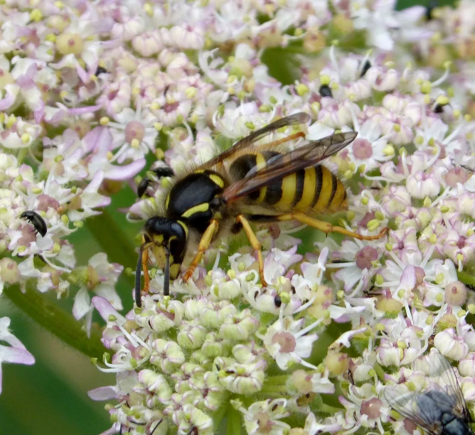 two bees and one bug sharing nectar pollen