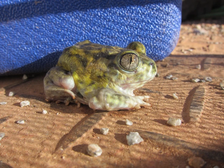 the frog is standing next to a blue thing