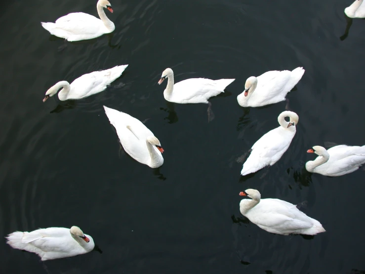 there are many white birds floating in the water