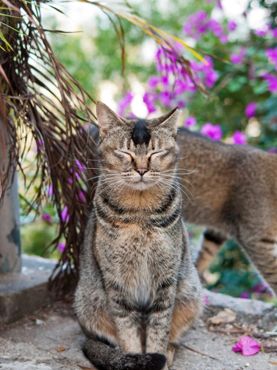 cat sits on concrete looking at camera with flowers in background