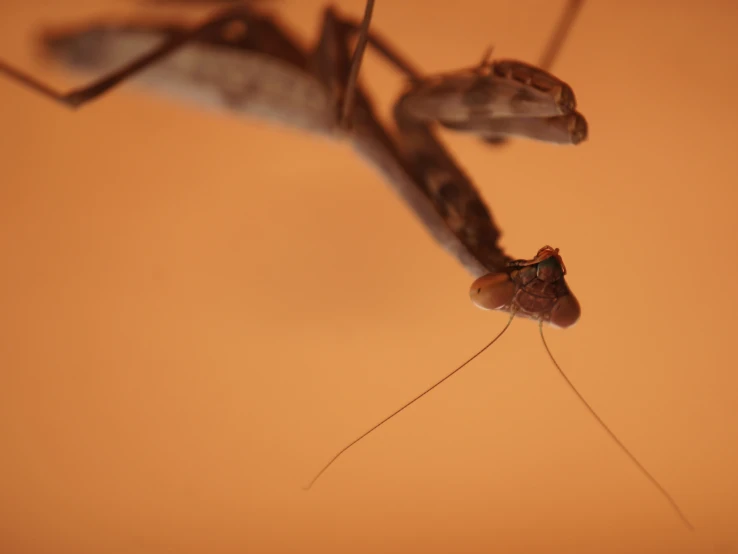 a mosquito and an anthropember close up against a sepia background