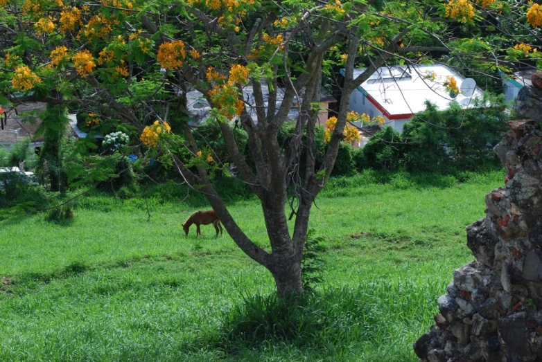 horse grazing in the field near a tree