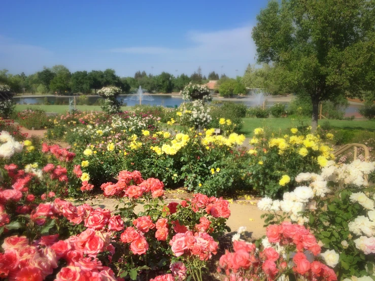 a very pretty flower garden with lots of flowers