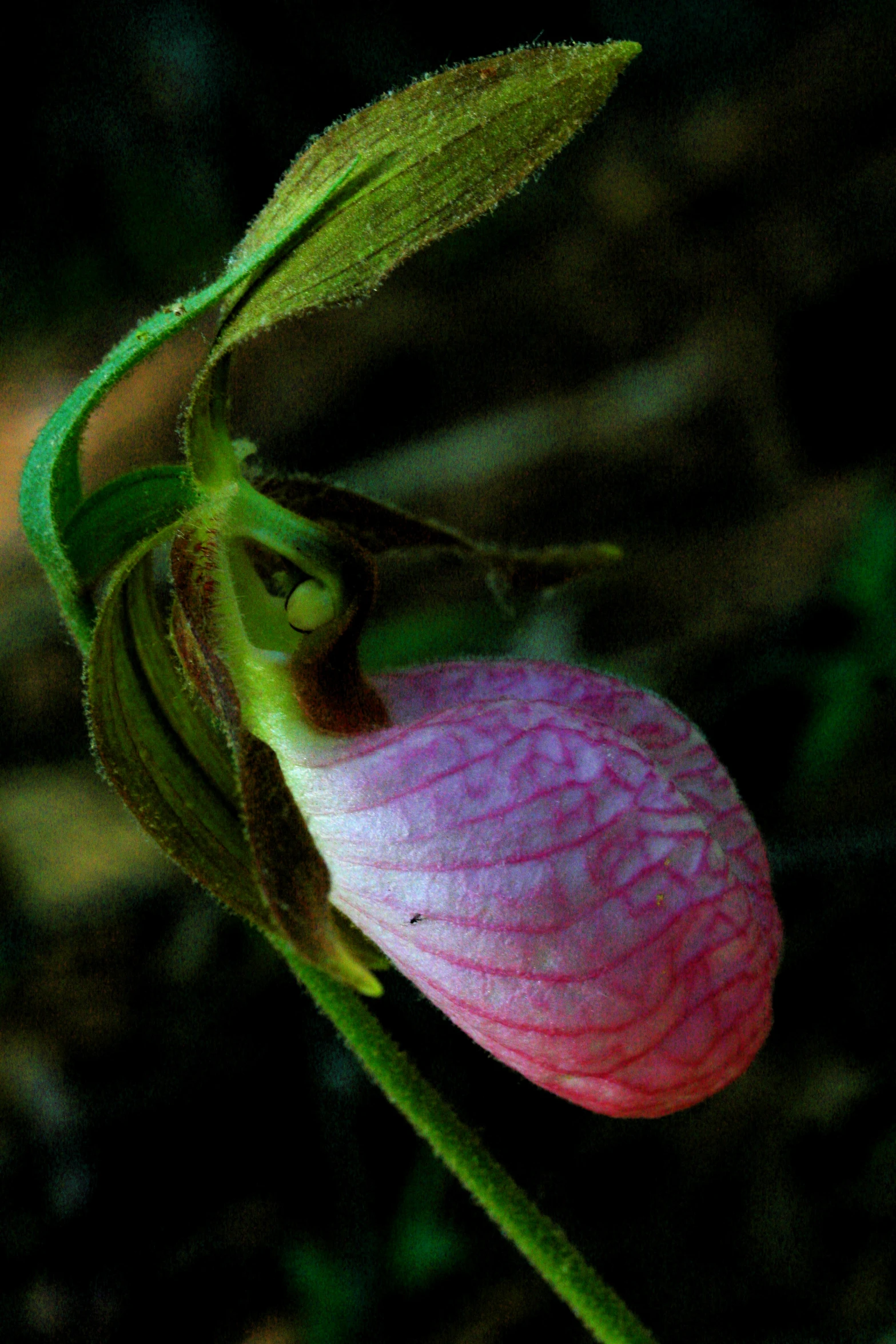 a flower bud is attached to a green stem