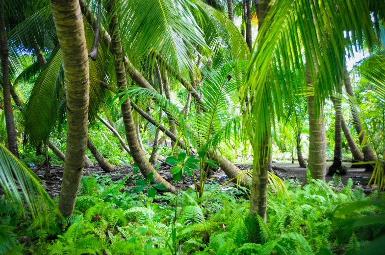 the forest has lots of trees and ferns