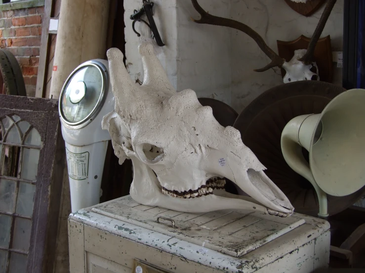 a white cow's skull sitting on top of an old box