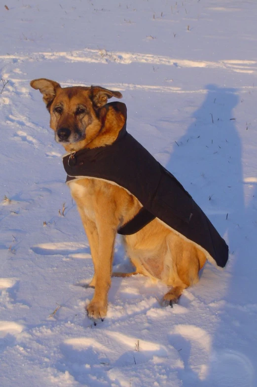 a brown dog standing in the snow wearing a vest