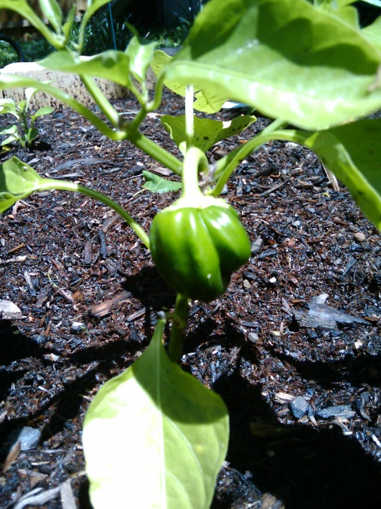 the plant is growing in the garden and looking at us