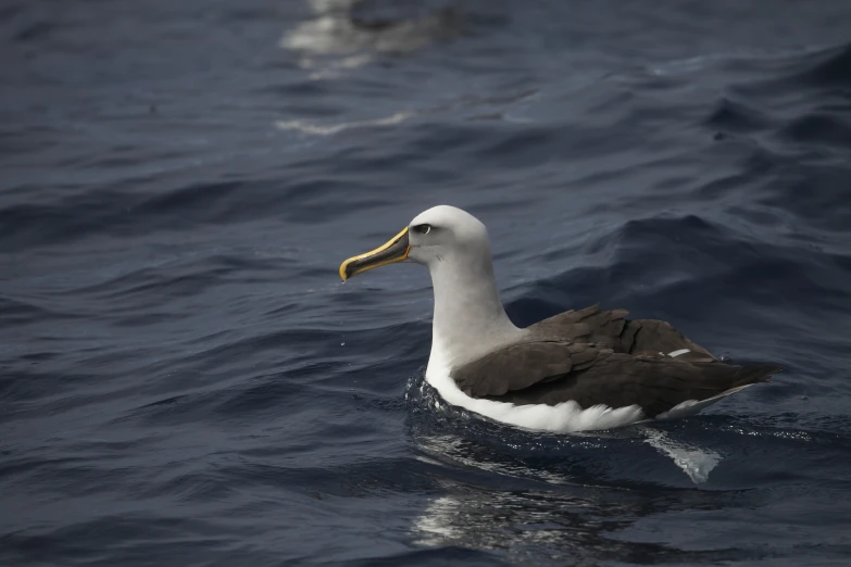 the white and brown bird is sitting on the blue water