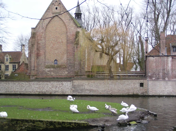 a flock of birds are standing in the water