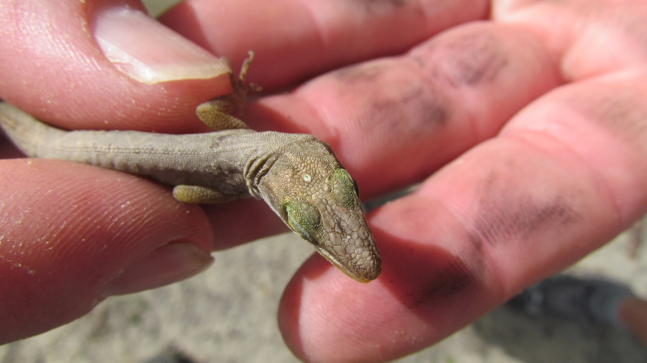 an image of a small lizard that is in a persons hand