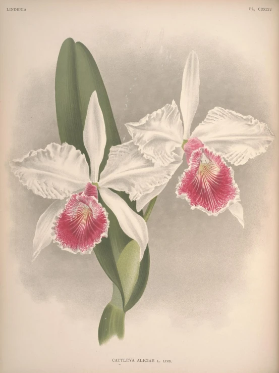 two white orchids with pink flower and green leaves