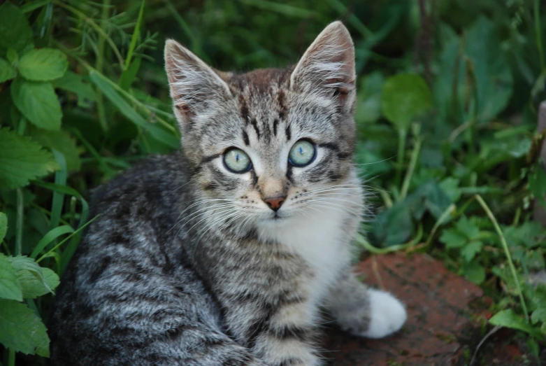 a cute kitty kitten with bright blue eyes sitting in a field