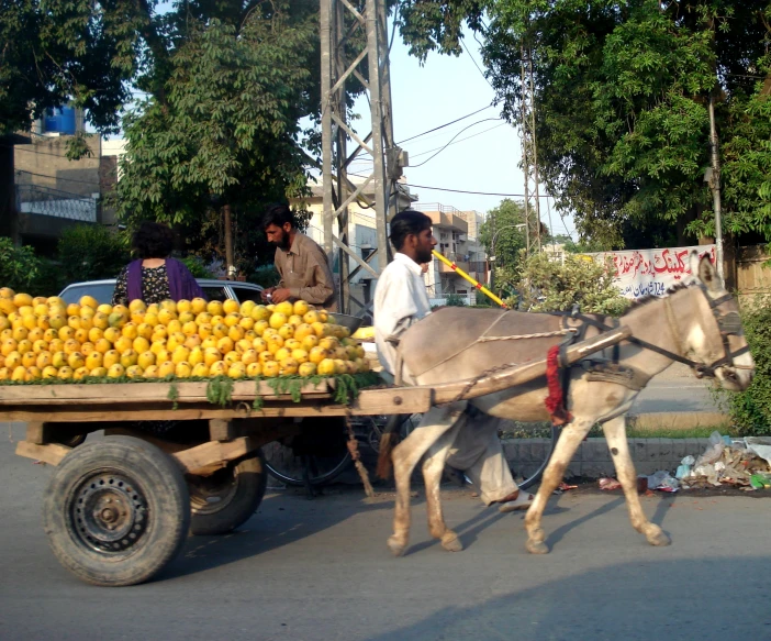 a donkey pulls an unloaded cart full of yellow fruit