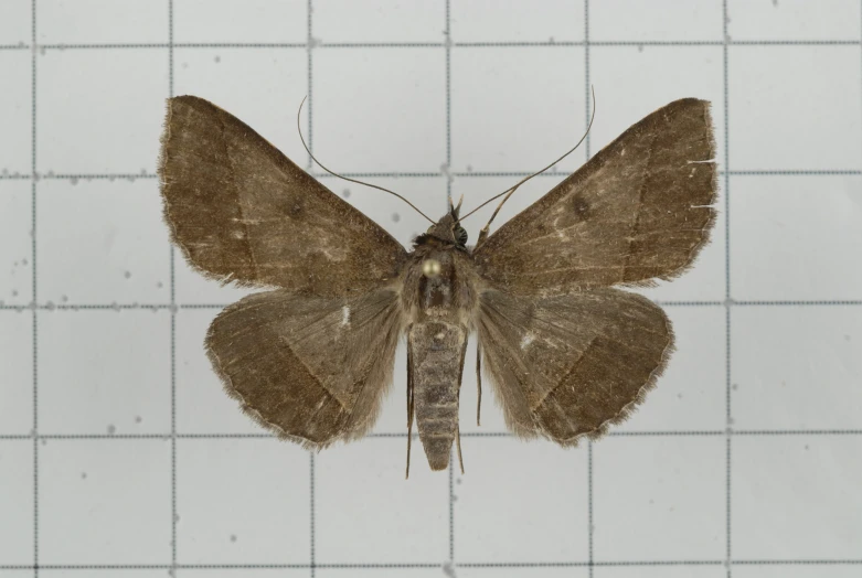 brown erfly sitting on top of a white tiled wall