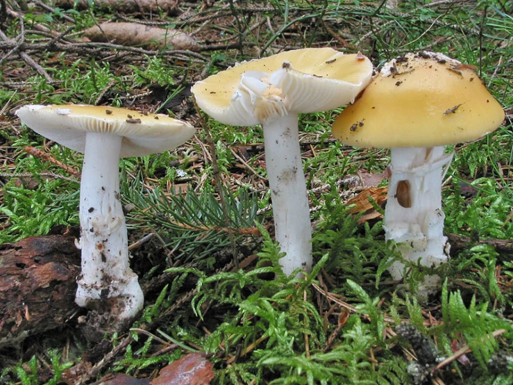 three mushrooms that are sitting on the ground