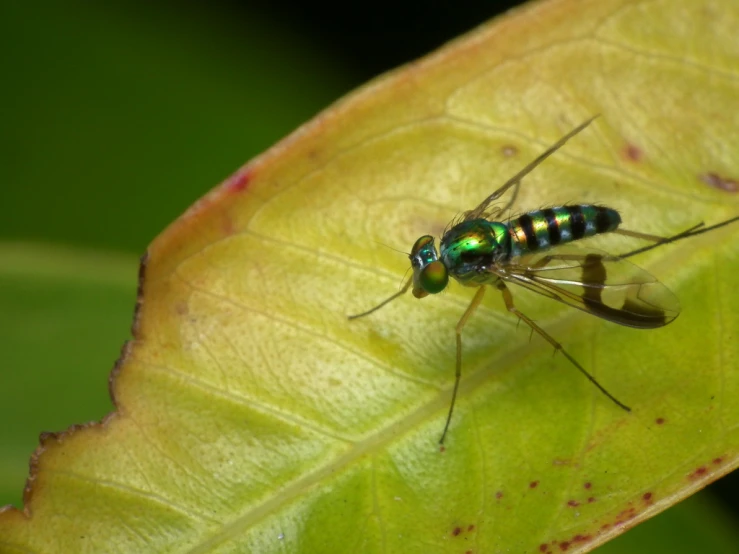 two long, colorful insects sitting on top of a leaf