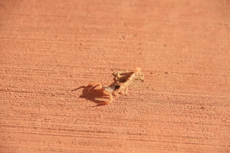 a bird with a shell in the middle of a desert