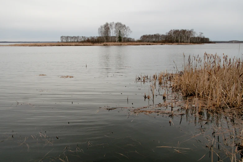 a body of water with some reeds in it