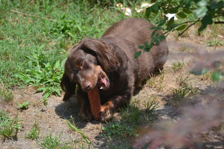 a brown dog carrying an object in his mouth