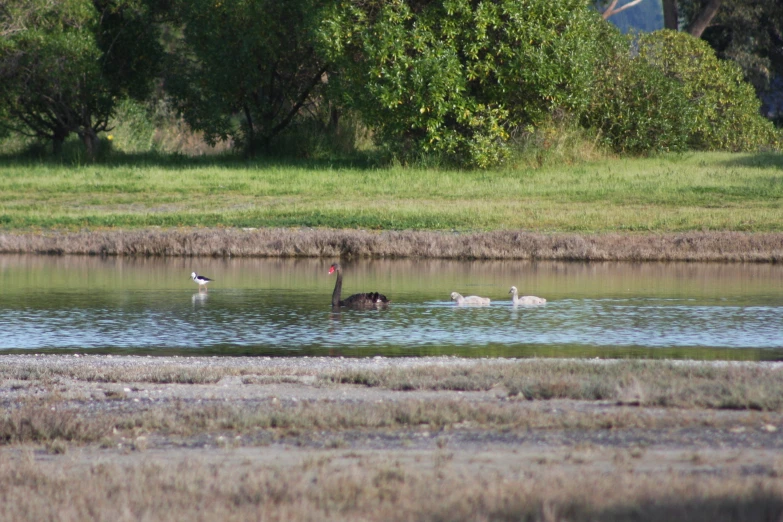 two geese swim in a lake with two other ducks