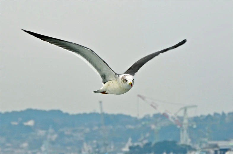 an image of a bird flying in the air