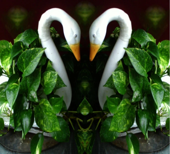 two white birds with large beaks stand together