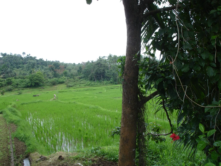 a field with a couple of trees and grass in the background